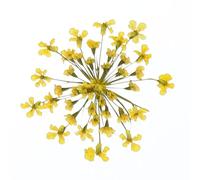 sourcing map 24Pcs Dried Pressed Flowers, 2-2.5 Cm/0.8-1" Real Dried Pressed Lace Flowers Bulk for Nail Art Resin Jewelry Candle Card Making Scrapbook Phone Case Decoration, Lemon Yellow