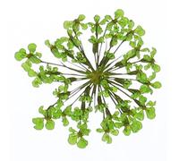 sourcing map 24Pcs Dried Pressed Flowers, 2-2.5 Cm/0.8-1" Real Dried Pressed Lace Flowers Bulk for Nail Art Resin Jewelry Candle Card Making Scrapbook Phone Case Decoration, Green