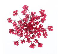 sourcing map 24Pcs Dried Pressed Flowers, 2-2.5 Cm/0.8-1" Real Dried Pressed Lace Flowers Bulk for Nail Art Resin Jewelry Candle Card Making Scrapbook Phone Case Decoration, Rose Red