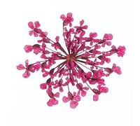 sourcing map 24Pcs Dried Pressed Flowers, 2-2.5 Cm/0.8-1" Real Dried Pressed Lace Flowers Bulk for Nail Art Resin Jewelry Candle Card Making Scrapbook Phone Case Decoration, Pink