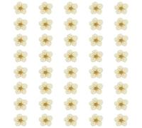 sourcing map 40Pcs Dried Pressed Flowers, 0.24-0.31" Colorful Dried Pressed Narcissus Flowers Bulk for Nail Art Resin Jewelry Candle Card Making Scrapbook Phone Case Decoration, White