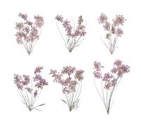 sourcing map 6 Pcs Natural Dried Pressed Flowers for Craft, Lace Real Pressed Dried Flowers Colorful Bouquets for Resin Moulds DIY Scrapbooking Candle Jewelry Making, Light Purple