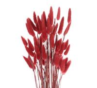 sourcing map 60pcs Natural Rabbit Bunny Tails Dried Flowers 24" Mini Pampas Grass Lagurus Ovatus Bunch for Floral Wedding Decor Christmas, Red