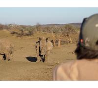 South African Safari