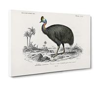 Southern Cassowary By Charles D' Orbigny Canvas Print | Gallery Wrapped 30mm Frame Wall Art | 20x14 inches | Ready to Hang | Retro Picture | Living Room Bedroom Lounge Office