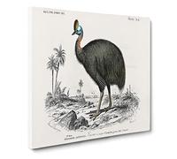 Southern Cassowary by Charles d' Orbigny Canvas Print | Gallery Wrapped 30mm Frame Wall Art | 20x20 inches | Ready to Hang | Modern Picture | Living Room Bedroom Lounge Office
