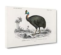 Southern Cassowary by Charles d' Orbigny Canvas Print | Gallery Wrapped 30mm Frame Wall Art | 30x20 inches | Ready to Hang | Modern Picture | Living Room Bedroom Lounge Office
