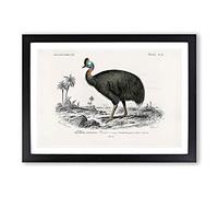 Southern Cassowary by Charles d' Orbigny Framed Print | A2 Black Framed Wall Art | Ready to Hang | Modern Nature Picture | Living Room Bedroom Lounge Office