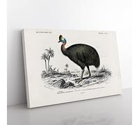 Southern Cassowary By Charles D' Orbigny Vintage Canvas Wall Art Print Ready to Hang, Framed Picture for Living Room Bedroom Home Office Décor, 60x40 cm (24x16 Inch)
