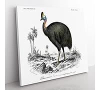Southern Cassowary by Charles d' Orbigny Vintage Canvas Wall Art Print Ready to Hang, Framed Picture for Living Room Bedroom Home Office Décor, 50x50 cm (20x20 Inch)