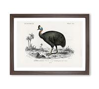 Southern Cassowary By Charles D' Orbigny Vintage Framed Print | A3 Walnut Framed Wall Art | Ready to Hang | Classic Nature Picture | Living Room Bedroom Lounge Office