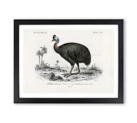 Southern Cassowary By Charles D' Orbigny Vintage Framed Print | A4 Black Framed Wall Art | Ready to Hang | Classic Nature Picture | Living Room Bedroom Lounge Office