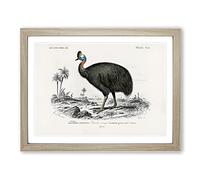 Southern Cassowary By Charles D' Orbigny Vintage Framed Print | A4 Oak Framed Wall Art | Ready to Hang | Classic Nature Picture | Living Room Bedroom Lounge Office