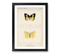 Southern Dogface Butterfly by S.F. Denton Framed Print | A2 Black Framed Wall Art | Ready to Hang | Modern Animal Picture | Living Room Bedroom Lounge Office