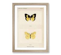 Southern Dogface Butterfly by S.F. Denton Framed Print | A2 Oak Framed Wall Art | Ready to Hang | Modern Animal Picture | Living Room Bedroom Lounge Office