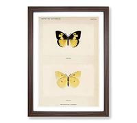 Southern Dogface Butterfly by S.F. Denton Framed Print | A2 Walnut Framed Wall Art | Ready to Hang | Modern Animal Picture | Living Room Bedroom Lounge Office