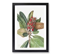 Southern Magnolia Vol.1 by Mary Vaux Walcott Framed Print | A2 Black Framed Wall Art | Ready to Hang | Modern Floral Picture | Living Room Bedroom Lounge Office