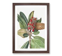 Southern Magnolia Vol.1 by Mary Vaux Walcott Framed Print | A2 Walnut Framed Wall Art | Ready to Hang | Modern Floral Picture | Living Room Bedroom Lounge Office