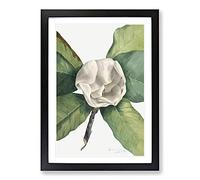 Southern Magnolia Vol.2 by Mary Vaux Walcott Framed Print | A2 Black Framed Wall Art | Ready to Hang | Modern Floral Picture | Living Room Bedroom Lounge Office