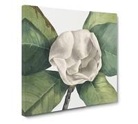 Southern Magnolia Vol.2 by Mary Vaux Walcott Vintage Canvas Wall Art Print Ready to Hang, Framed Picture for Living Room Bedroom Home Office Décor, 20x20 Inch (50x50 cm)