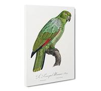 Southern Mealy Amazon Parrot By F. Levaillant Canvas Print | Gallery Wrapped 30mm Frame Wall Art | 30x20 inches | Ready to Hang | Retro Animals Picture | Living Room Bedroom Lounge Office