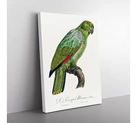 Southern Mealy Amazon Parrot By F. Levaillant Vintage Canvas Wall Art Print Ready to Hang, Framed Picture for Living Room Bedroom Home Office Décor, 60x40 cm (24x16 Inch)