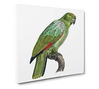 Southern Mealy Amazon Parrot by F. Levaillant Vintage Canvas Wall Art Print Ready to Hang, Framed Picture for Living Room Bedroom Home Office Décor, 14x14 Inch (35x35 cm)