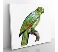 Southern Mealy Amazon Parrot by F. Levaillant Vintage Canvas Wall Art Print Ready to Hang, Framed Picture for Living Room Bedroom Home Office Décor, 35x35 cm (14x14 Inch)