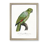 Southern Mealy Amazon Parrot By F. Levaillant Vintage Framed Wall Art Print, Ready to Hang Picture for Living Room Bedroom Home Office Décor, Oak A4 (34 x 25 cm)