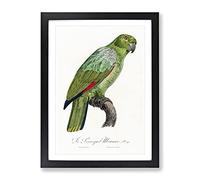 Southern Mealy Amazon Parrot By F. Levaillant Vintage Framed Wall Art Print, Ready to Hang Picture for Living Room Bedroom Home Office Décor, Black A4 (34 x 25 cm)