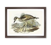 Southern Stone Plover By Elizabeth Gould Vintage Framed Print | A3 Walnut Framed Wall Art | Ready to Hang | Classic Nature Picture | Living Room Bedroom Lounge Office