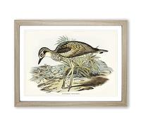 Southern Stone Plover By Elizabeth Gould Vintage Framed Print | A4 Oak Framed Wall Art | Ready to Hang | Classic Nature Picture | Living Room Bedroom Lounge Office