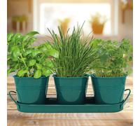 Sow Nurtured Trio Herb Grow Set