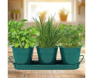 Sow Nurtured Trio Herb Grow Set