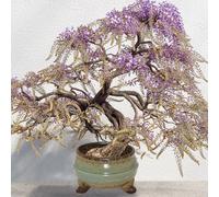 Sow Nurtured Wisteria Bonsai Grow Set