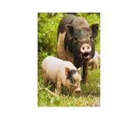 Sow with spotted piglets，Puzzles for Adults Jigsaw Puzzles for Adults 1000 Adult 1000 Pieces Puzzle Jigsaw Puzzle Great Gift For All Ages 1000pcs（75x50cm）-AR45