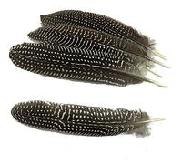 Sowder 20pcs Guinea Fowl Wing Quill Pheasant Plumage Feathers 6-8 Inch for Home Wedding Decoration