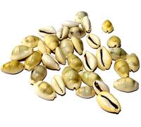 Spacetouch Lakshmi Peeli/Yellow Kawri Kodi Peeli Cowrie Sea Shell | Laxmi and Diwali Pooja Article Kaudi Shells (Natural Yellow) - Set of 51