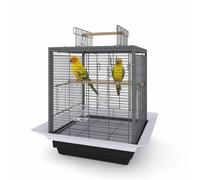 Spacious Metal Bird Cage 40.5 × 40.5 x 49.8cm for Parakeets, Cockatiels | Budgies & Small Birds, Pull-Out Tray, 2 Wooden Perches, Carry Handle, Easy-Clean Design for Tabletop or Hanging Use, Black