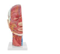 Spacnana Anatomical Human Head Model for School Teaching, 1:1 Lifesize Superficial Muscle Vessel Nerve Model with Section And Face Anatomy Brain Neck, PVC Material