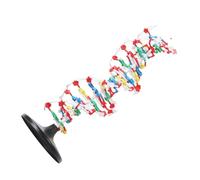 Spacnana DNA Structure Model, Plastic Double Display with Major and Minor Grooves for Biology Teaching and DNA Extraction