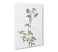 Spanish Clover Flowers By Pierre Joseph Redoute Canvas Print | Gallery Wrapped 30mm Frame Wall Art | 24x16 inches | Ready to Hang | Retro Floral Picture | Living Room Bedroom Lounge Office