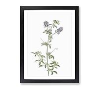 Spanish Clover Flowers By Pierre Joseph Redoute Vintage Framed Wall Art Print, Ready to Hang Picture for Living Room Bedroom Home Office Décor, Black A3 (34 x 46 cm)
