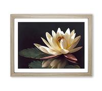 Sparkling Water Lily Flower BLK Framed Wall Art Print A2 Oak | Ready to Hang, Premium Gi Paper, Fade-Resistant Inks, Securely Packaged, UK Made