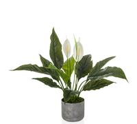 Spathiphyllum 1 - Artificial plant