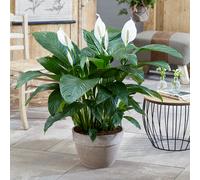 Spathiphyllum Peace Lily (9cm, V1)