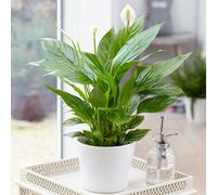 Spathiphyllum Peace Lily (9cm, V2)