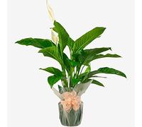 Spathiphyllum Peace Lily - Elegant Indoor Houseplant for Home & Office - Air-Purifying & Low-Maintenance