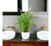 Spathiphyllum Peace Lily In White Ceramic Pot Indoor Flowering Plant Garden Plant