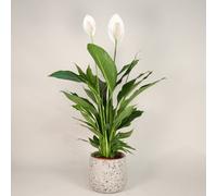Spathiphyllum - Peace Lily Indoor Plant